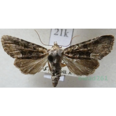 Oligia versicolor (Borkhausen, 1792) Czech21k